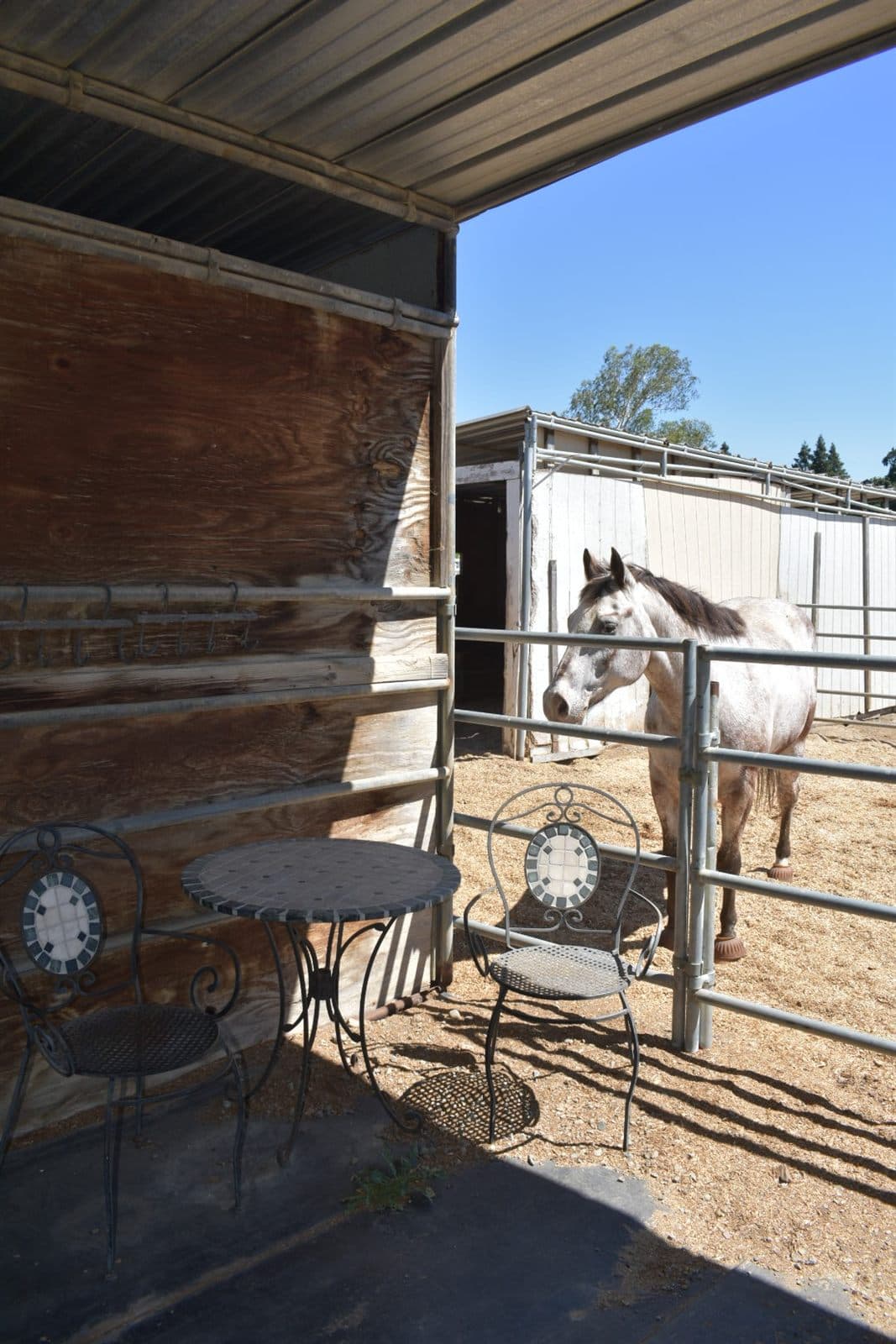 A horse waiting by the barn