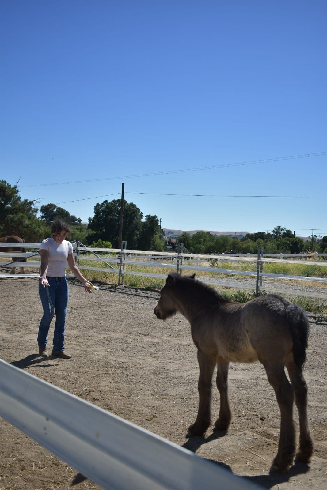 Rena in the round pen with a young foal