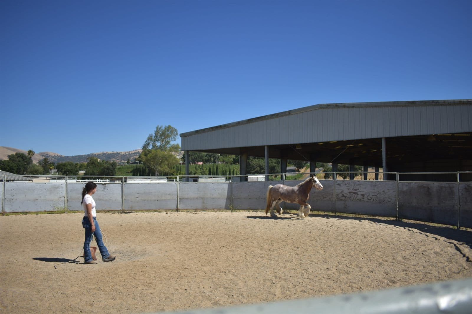Rena working with a horse in the arena