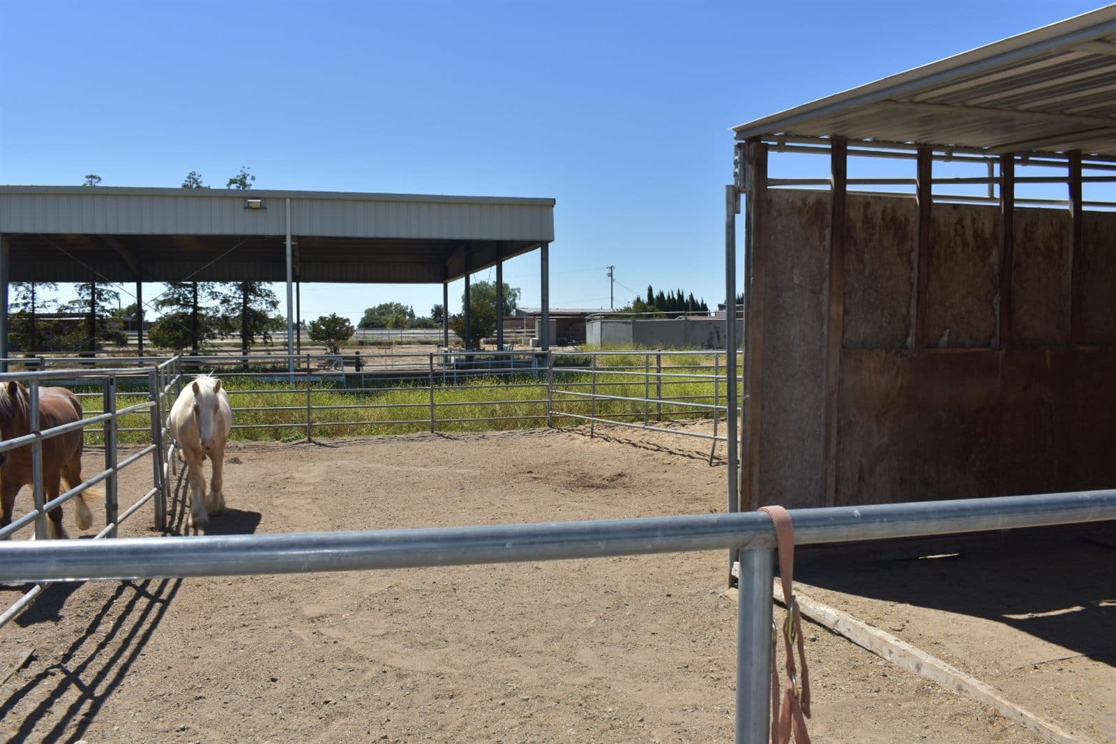 Horses in turnouts beside the covered arenas
